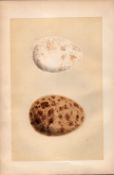Golden Eagle Antique 1875 Engraving Rev Morris Nests & Eggs-7.