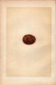 Hobby Falcon Antique 1875 Engraving Rev Morris Nests & Eggs-27.