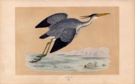 Heron Rev Morris Antique History of British Birds Engraving.
