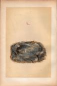 Marsh Tit Antique 1875 Engraving Rev Morris Nests & Eggs-71.