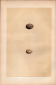 Shore Lark Antique 1875 Engraving Rev Morris Nests & Eggs-147.