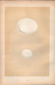 Short-Eared Owl Antique 1875 Engraving Rev Morris Nests & Eggs-45.