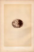 Spotted Eagle Antique 1875 Engraving Rev Morris Nests & Eggs-9.