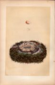 Great Tit Antique 1875 Engraving Rev Morris Nests & Eggs-61.