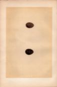 Sky Lark Antique 1875 Engraving Rev Morris Nests & Eggs-151.