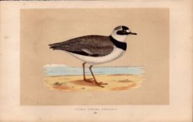 Little Ringed Dotterel Rev Morris Antique History of British Birds Engraving.