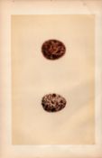 Kestrel Falcon Antique 1875 Engraving Rev Morris Nests & Eggs-33.