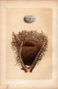 Magpie Antique 1875 Engraving Rev Morris Nests & Eggs-99.