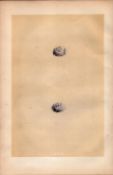 Cirl Bunting Antique 1875 Engraving Rev Morris Nests & Eggs-163.