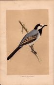 White Wagtail Rev Morris Antique History of British Birds Engraving.