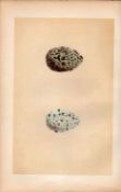 Raven Antique 1875 Engraving Rev Morris Nests & Eggs-89.