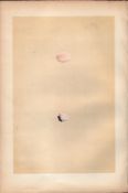 Wryneck Antique 1875 Engraving Rev Morris Nests & Eggs-107.