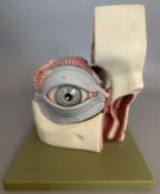 Vintage Model of An Eye By Adam Rouilly.