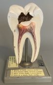 Vintage Adam Rouilly Tooth