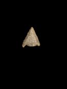 Antiquities: English Neolithic Stone Age Arrow Head, Yorkshire Find