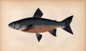 Grays Char Antique Johnathan Couch Coloured Fish Engraving.