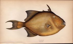 Filefish Antique Johnathan Couch Coloured Fish Engraving.