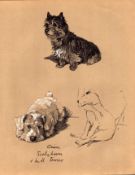 Cecil Aldin 1936 Vintage Dog Illustrations Bull Terrier Sealyham Cairn-13.