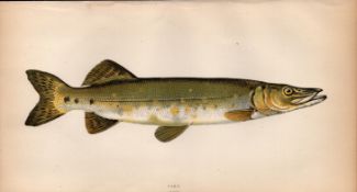 Pike 1869 Antique Johnathan Couch Coloured Fish Engraving.