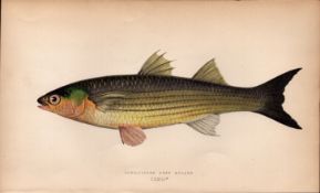 Long-Finned Mullet Antique Johnathan Couch Coloured Fish Engraving.