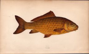 Carp 1869 Antique Johnathan Couch Coloured Fish Engraving.