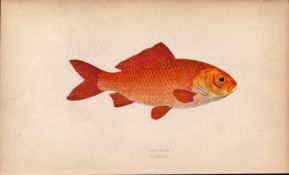 Goldfish 1869 Antique Johnathan Couch Coloured Engraving.
