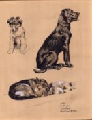 Cecil Aldin 1936 Vintage Dog Illustrations Retriever Alsatian Collie Keeshund-26.