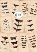Job Lot Rev Morris British Moths 1896 Antique Hand-Coloured Lithographs -1.