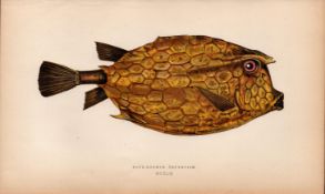 Four-Horned Trunkfish Antique Johnathan Couch Coloured Engraving.