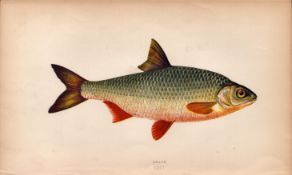 Roach 1869 Antique Johnathan Couch Coloured Engraving.