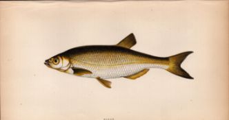 Bleak 1869 Antique Johnathan Couch Coloured Fish Engraving.