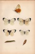 Large White Hand Coloured Antique Butterfly Plate Rev Morris-24.