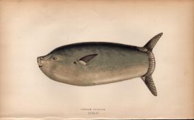 Longer Sunfish Antique Johnathan Couch Fish Coloured Engraving.