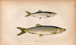 Sprat & Whitebait 1869 Antique Johnathan Couch Coloured Engraving.