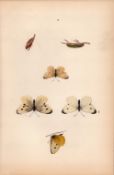 Small White Hand Coloured Antique Butterfly Plate Rev Morris-27.