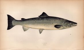 Salmon Antique Johnathan Couch Coloured Fish Engraving.