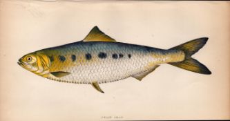 Twait Shad 1869 Antique Johnathan Couch Coloured Fish Engraving.