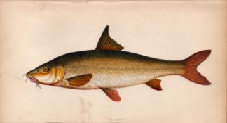 Barbel 1869 Antique Johnathan Couch Coloured Fish Engraving.