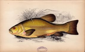 Tench Antique Johnathan Couch Coloured Fish Engraving.