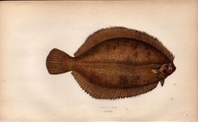 Smear Dab Antique Johnathan Couch Coloured Fish Engraving.
