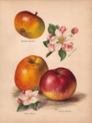 Apples Selection 1891-1894 Antique Mary Rivers Fruit Illustration-30.