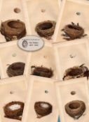 Job lot 10 Antique 150-Year-Old Colour Engravings Rev Morris Nests & Eggs-2.
