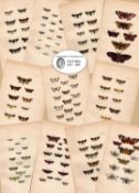 Job Lot Rev Morris British Moths 1896 Antique Hand-Coloured Lithographs -2.