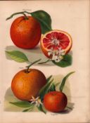 Oranges Selection 1891-1894 Antique Mary Rivers Fruit Illustration-9.