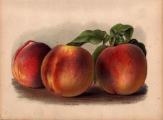 Peaches Selection 1891-1894 Antique Mary Rivers Fruit Illustration-17.
