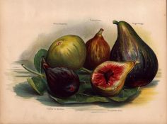 Figs Selection 1891-1894 Antique Mary Rivers Fruit Illustration-8.