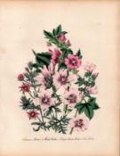 Rare 165-Yr-Old Antique Wildflower Gilt-Edged Illustration Jane Webb Loudon -15.