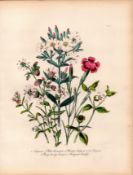 Rare 165-Yr-Old Antique Wildflower Gilt-Edged Illustration Jane Webb Loudon -17.