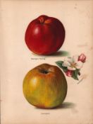 Apples Selection 1891-1894 Antique Mary Rivers Fruit Illustration-28.