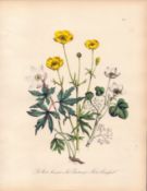 Rare 165-Yr-Old Antique Wildflower Gilt-Edged Illustration Jane Webb Loudon -1
